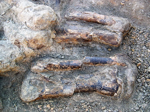 Dinosaur Apatosaurus leg bones